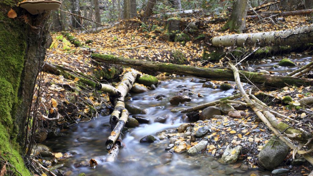 forest stream