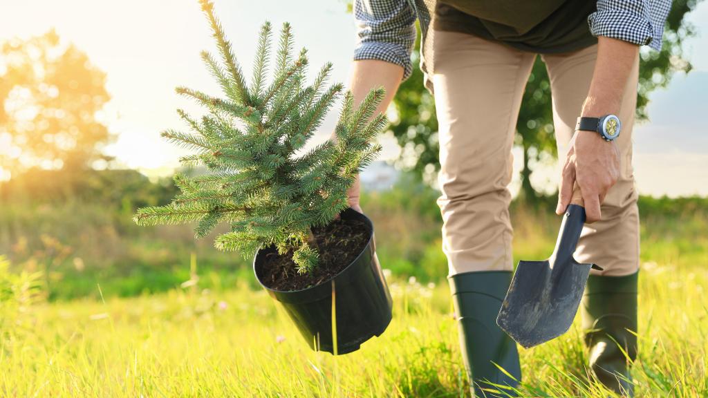 Man with a tree in a planter