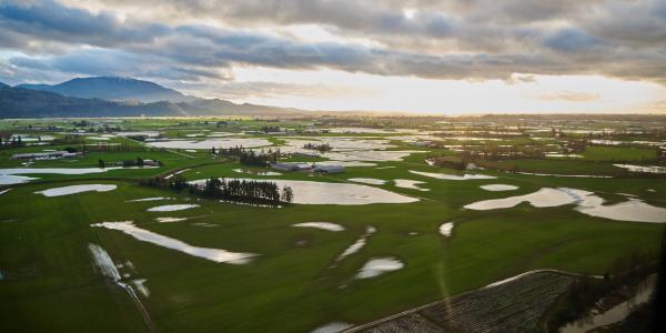 Flooding fields in Sumas Prairie
