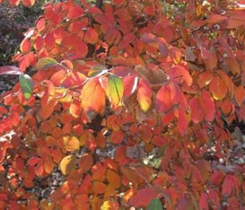 Dogwood leaves