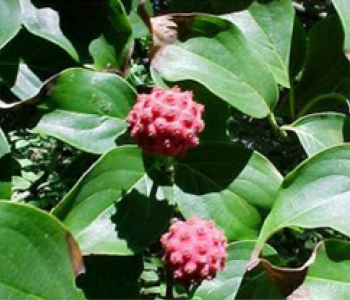 dogwood tree fruit