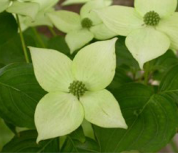 Dogwood flowers