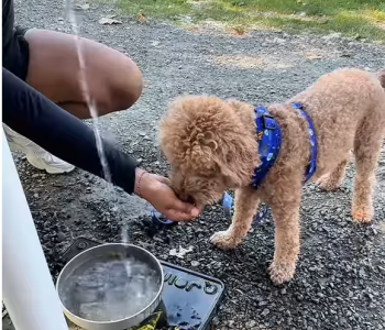 Dog drinking water from hand