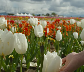 Tulip Field