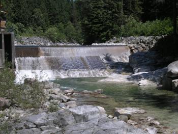 Image of Water Plant