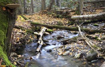forest stream